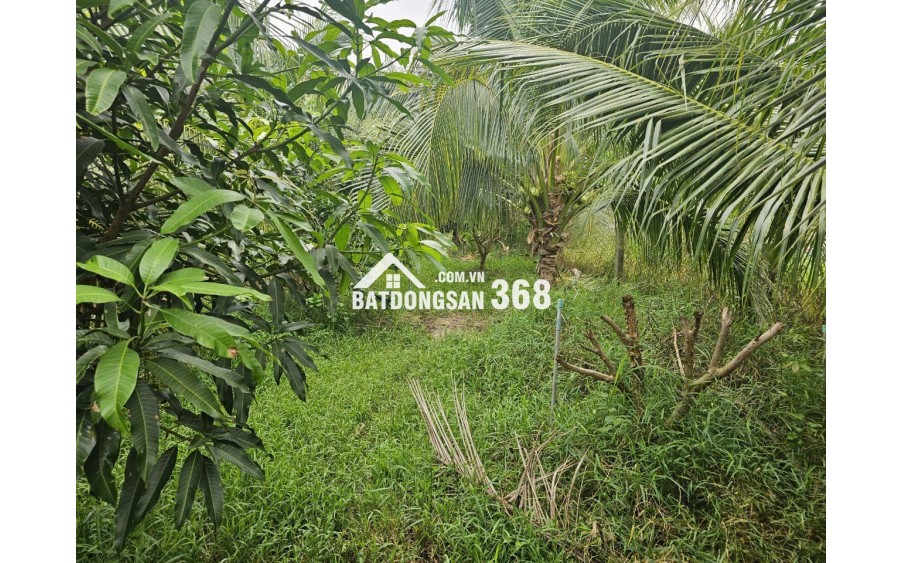 BÁN ĐẤT VƯỜN DỪA